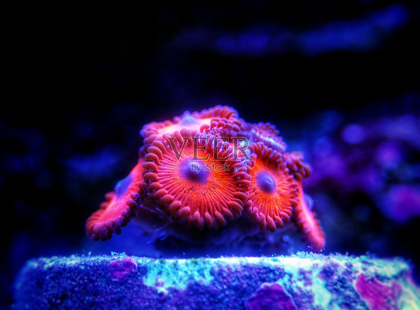 彩色的动物群落，珊瑚虫，软珊瑚照片摄影图片