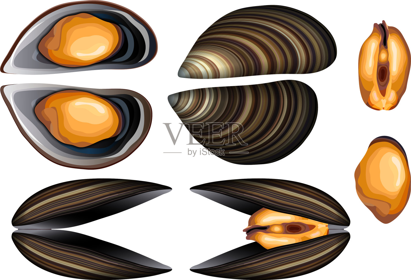 新鲜的开封贻贝插画图片素材