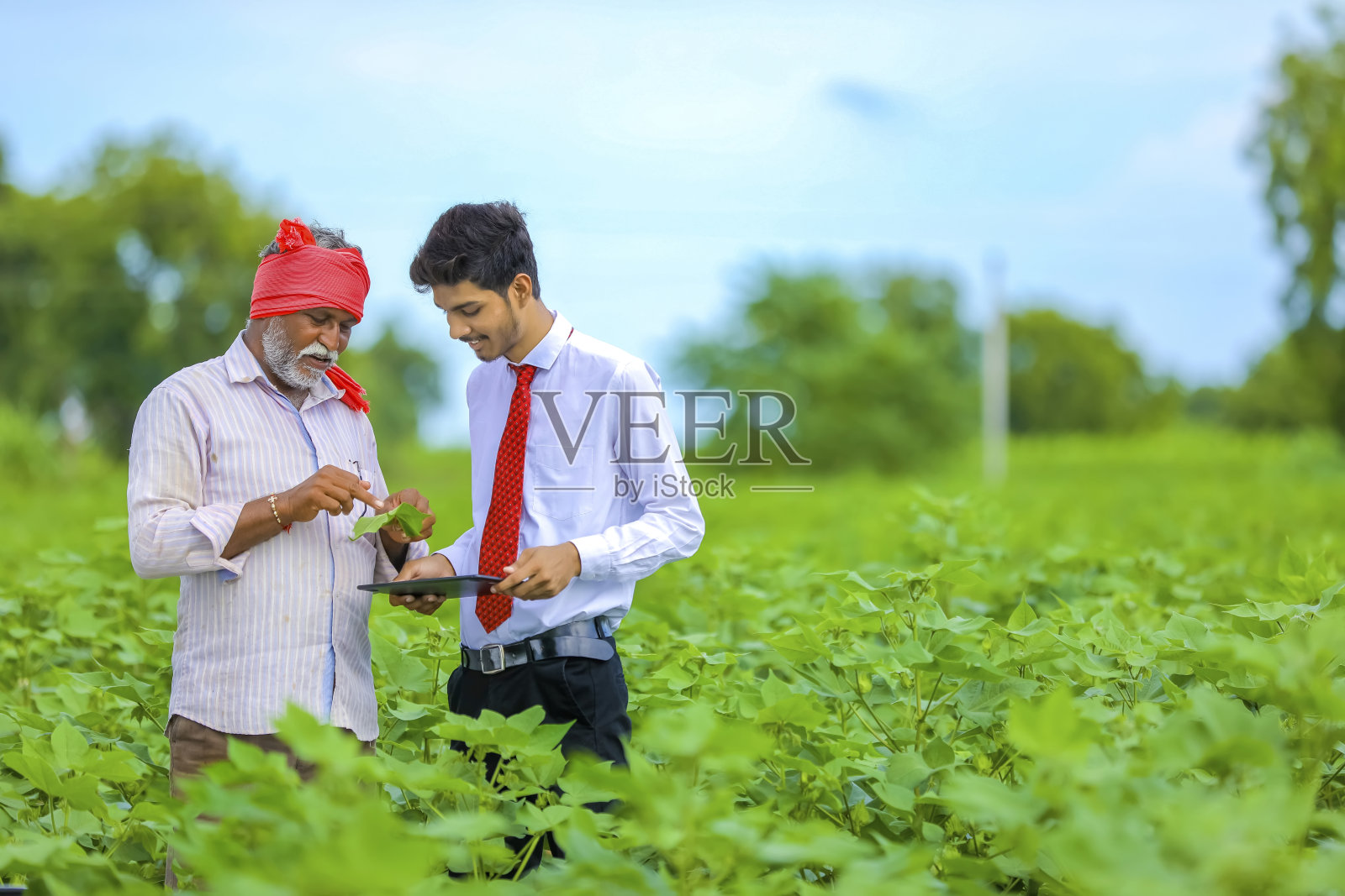 印度农民与农学家在棉花田和农学家写一些信息在信笺簿照片摄影图片
