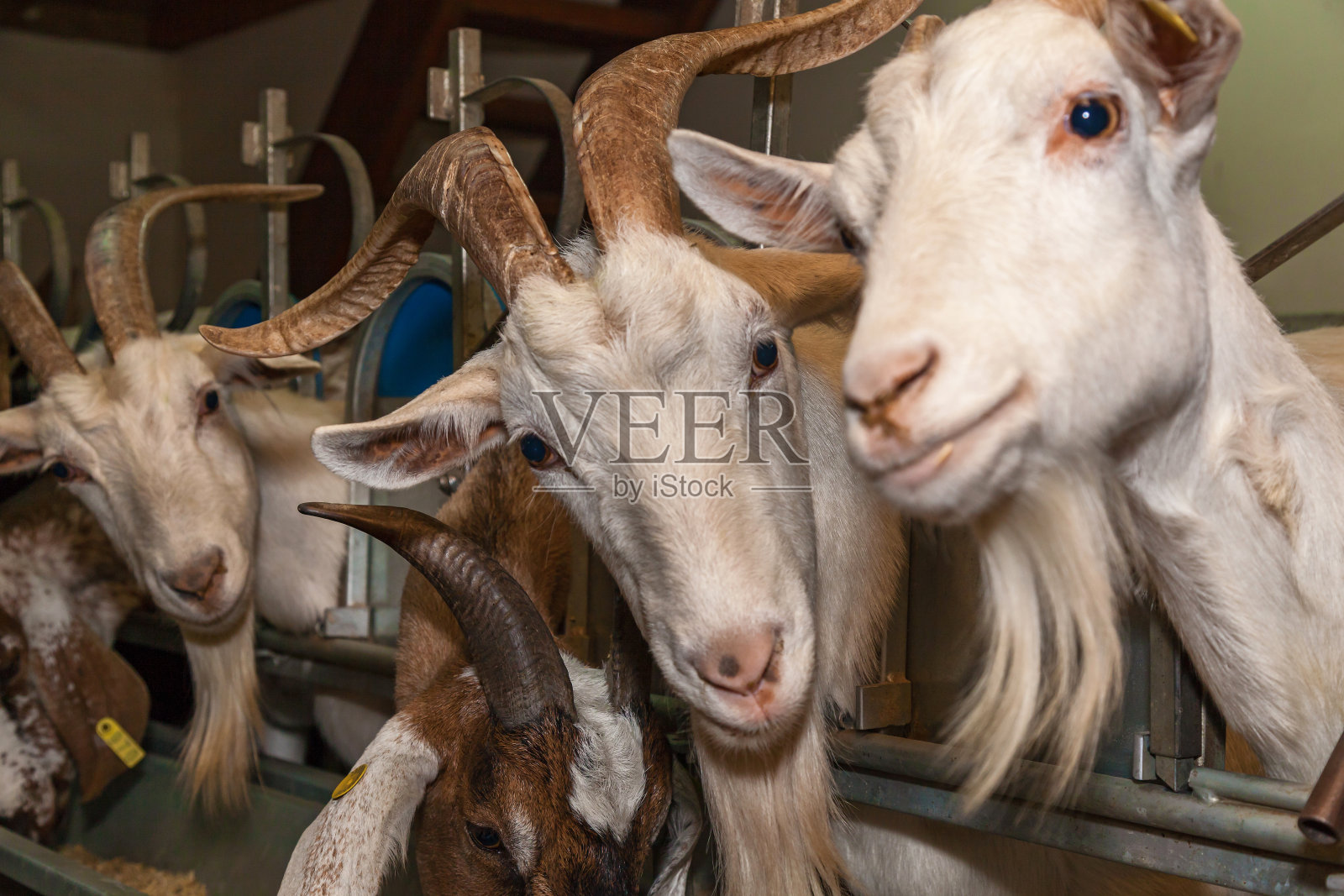 eco山羊农场照片摄影图片