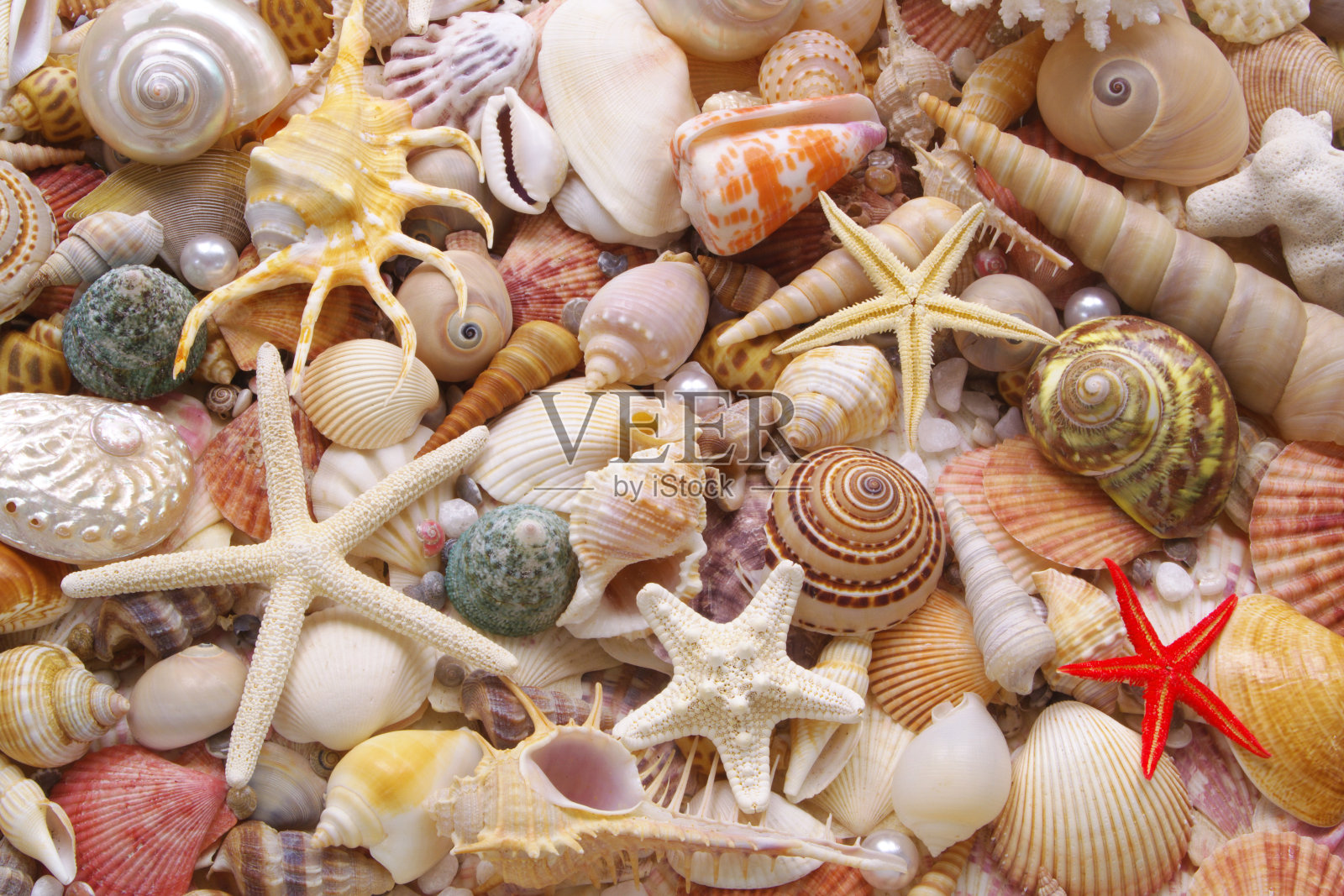 贝壳背景，许多贝壳，珍珠和海星照片摄影图片