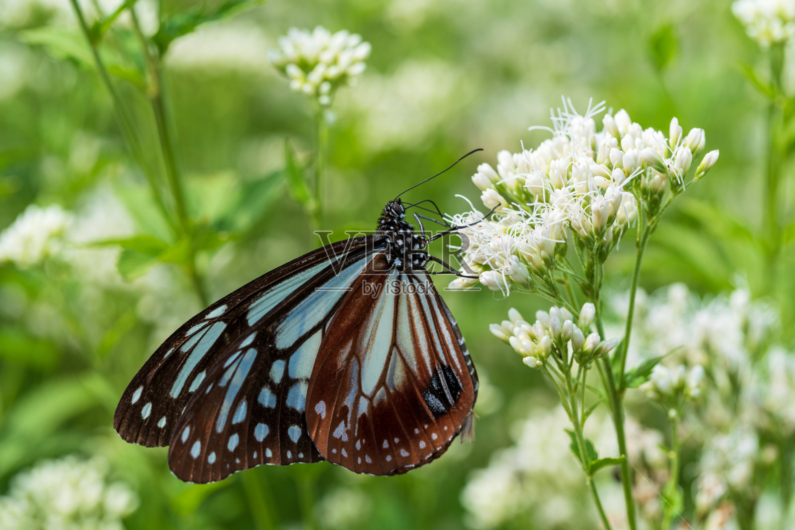 板栗虎蝶上的纯毛照片摄影图片