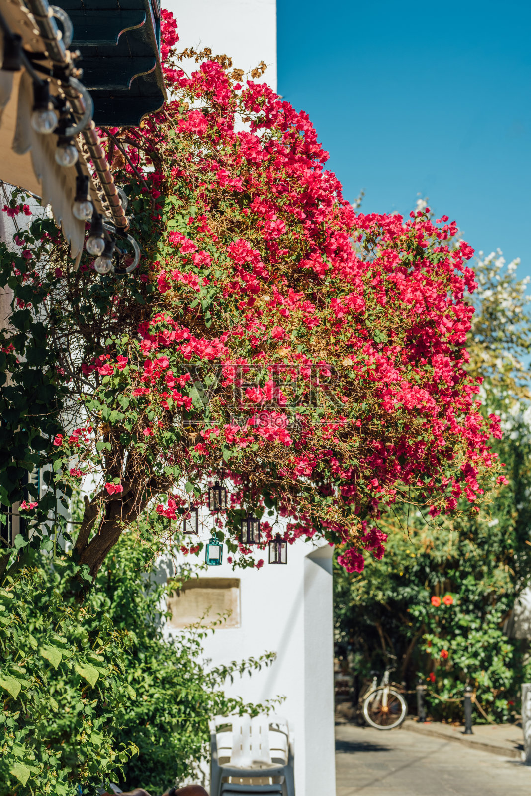 阳台上有一株美丽的绿色植物，上面开着许多红色的花照片摄影图片