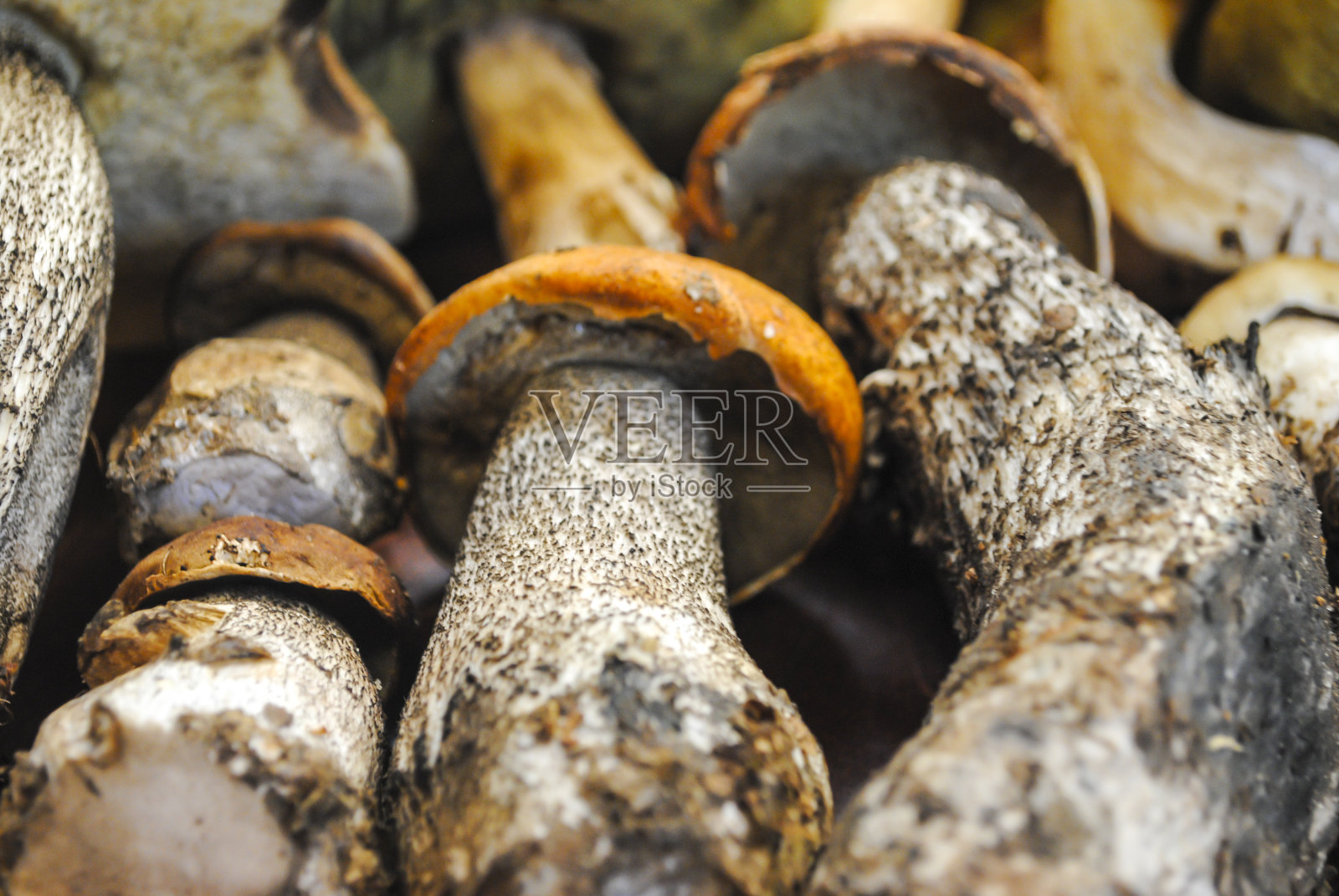 不同的牛肝菌，牛肝菌和鸡油菌躺在木桌的背景上照片摄影图片