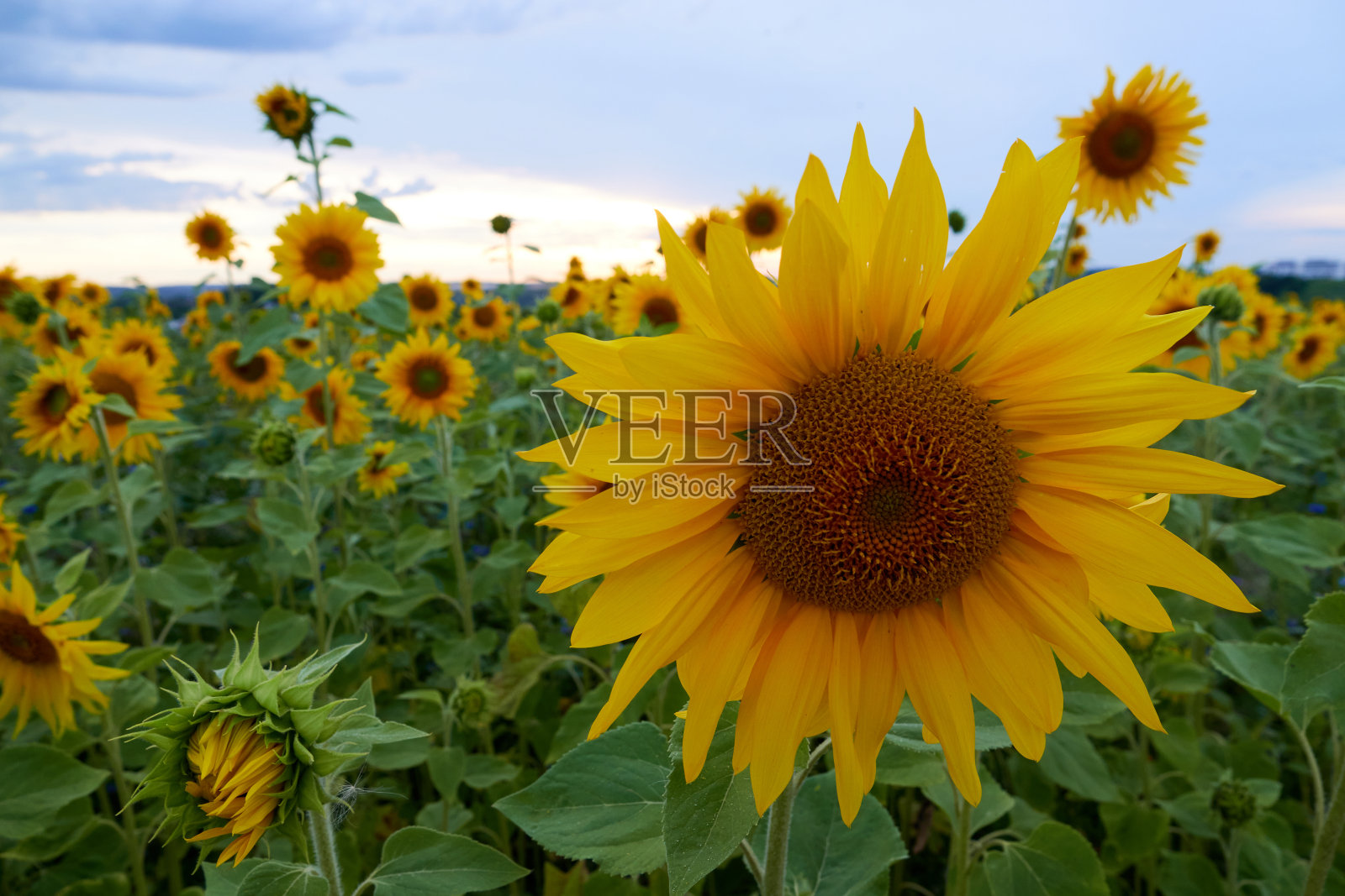 美丽的向日葵(向日葵)近距离，大的植物田在背景。德国。照片摄影图片