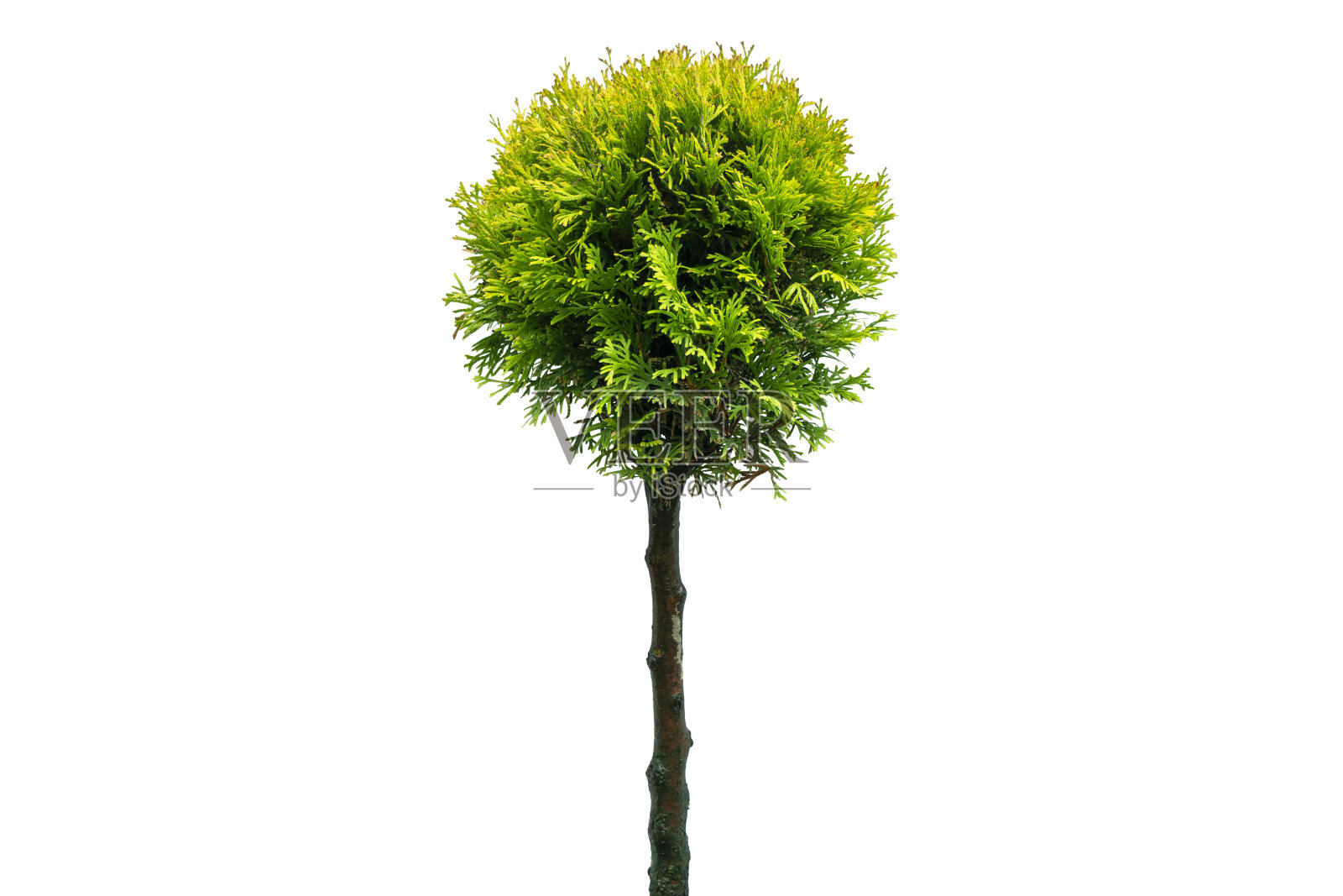 孤立的白色背景与剪切路径。白色背景上孤立的绿色图佳。常绿针叶树。柏树金钟柏照片摄影图片