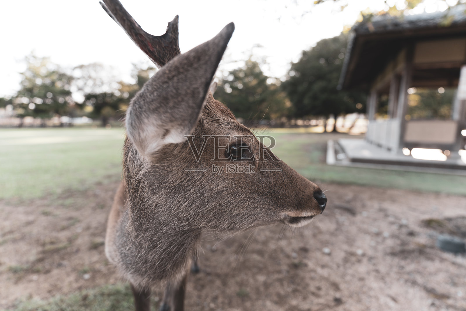 一只野生雄鹿的特写。照片摄影图片
