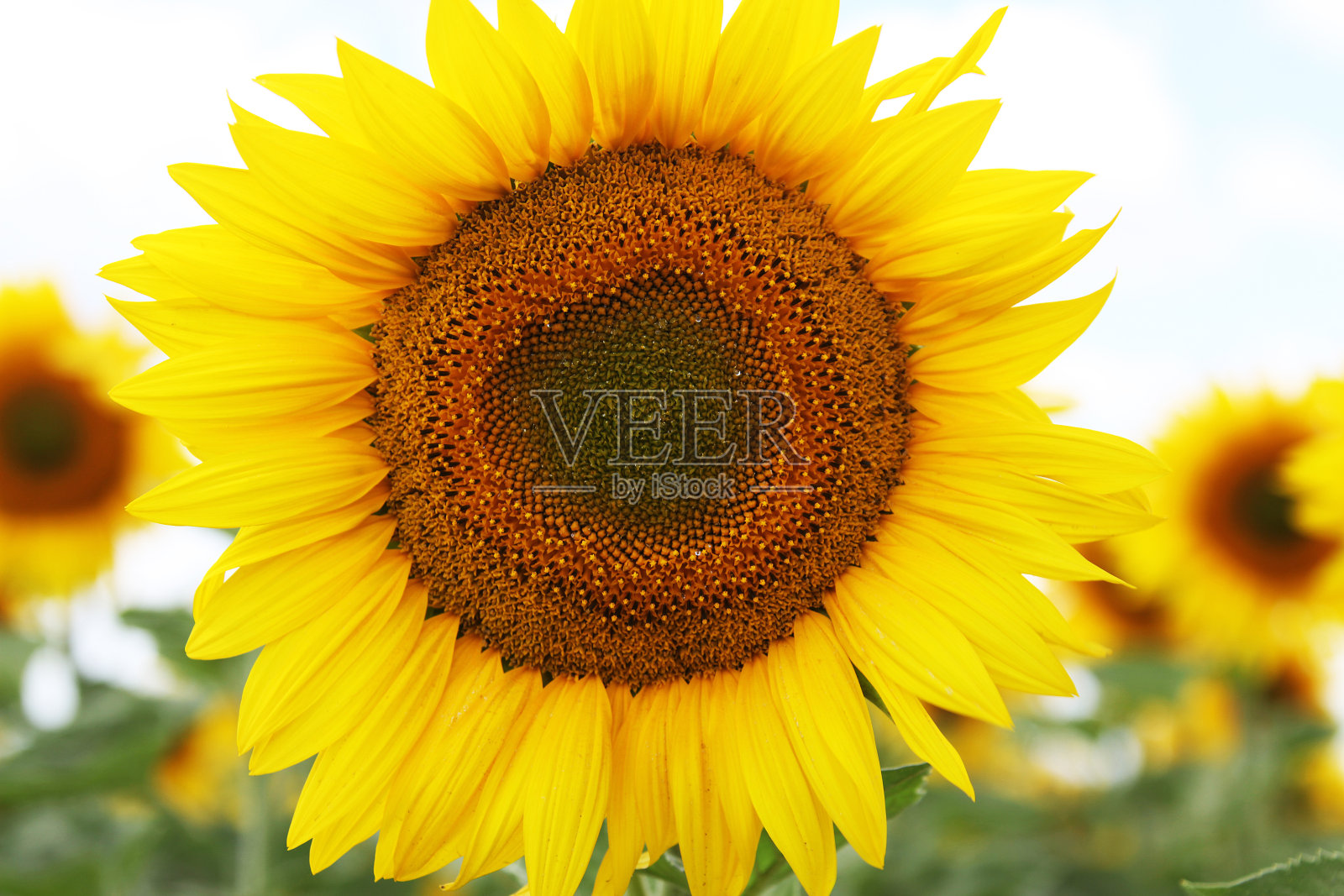 向日葵照片摄影图片