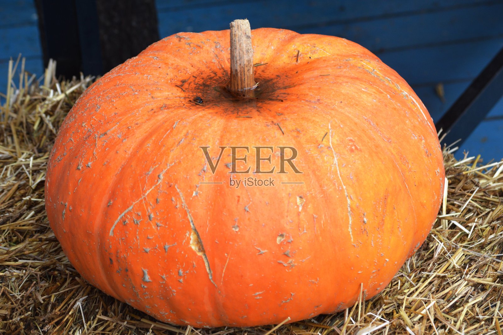 万圣节照片摄影图片