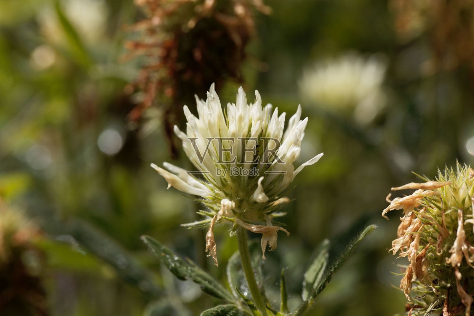 一种匈牙利三叶草的花，三叶草照片摄影图片
