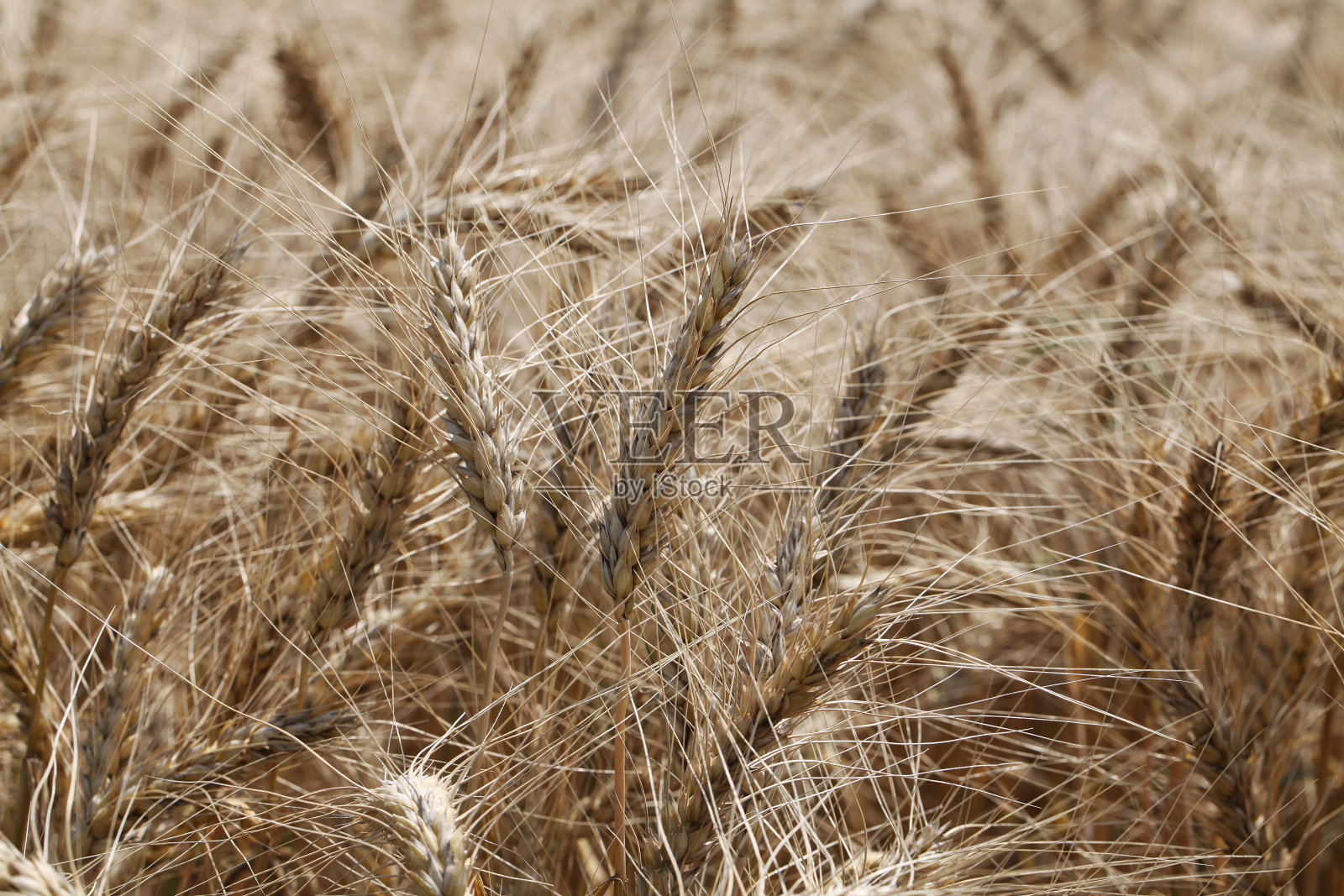 麦田照片摄影图片