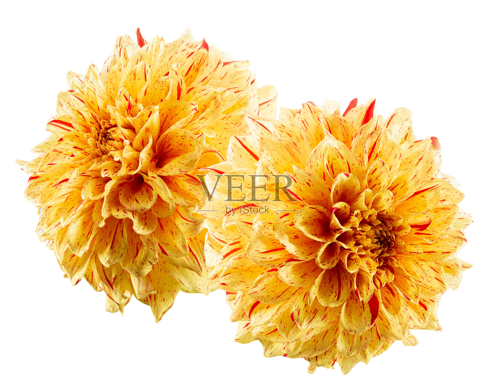 孤立在白色背景上的黄色大丽花照片摄影图片