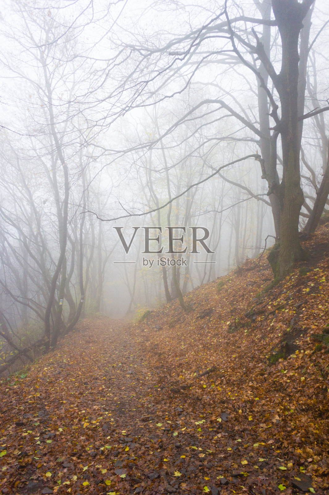 林地雾照片摄影图片