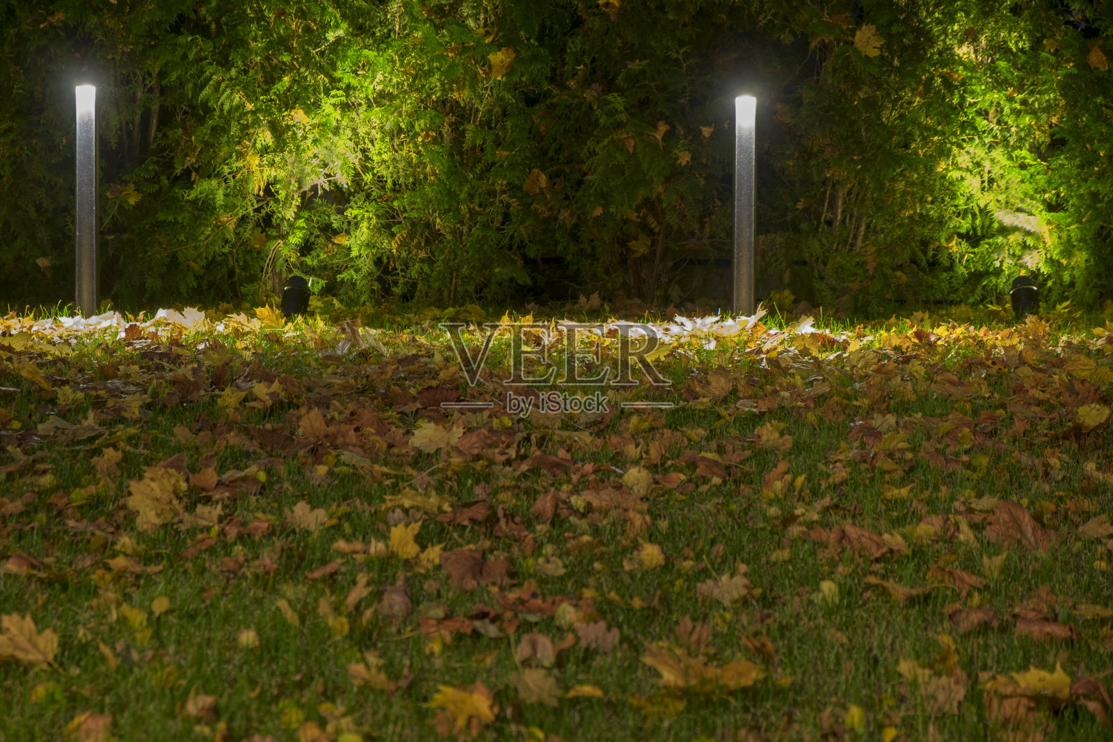 照亮花园的秋叶照片摄影图片