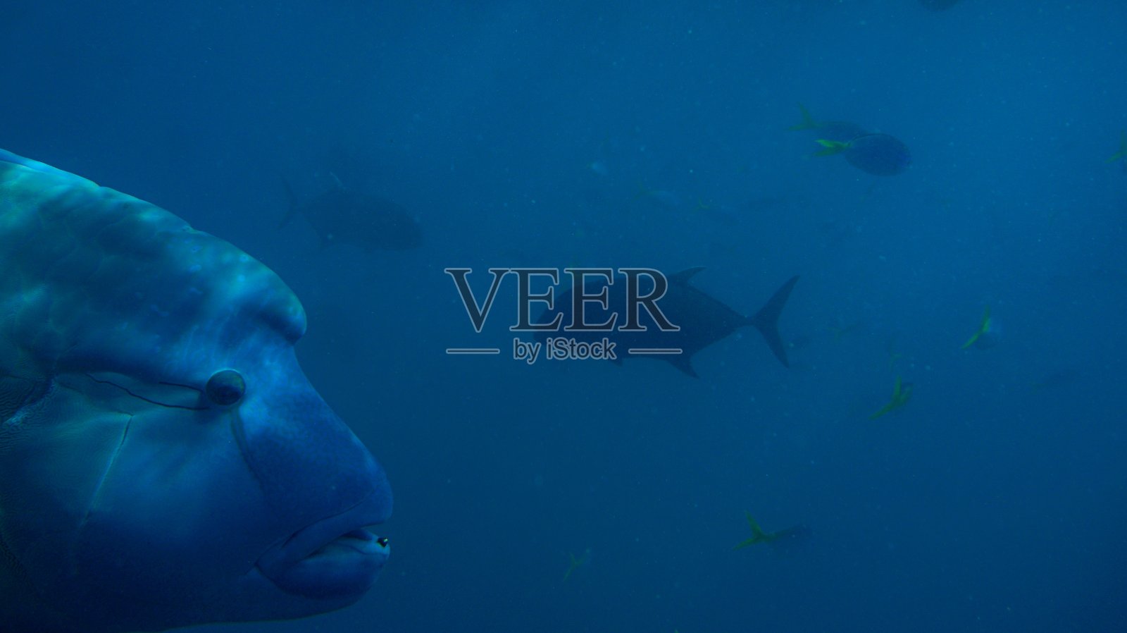 一种大的头濑鱼，生活在圣灵岛海岸外的蓝色水域中照片摄影图片