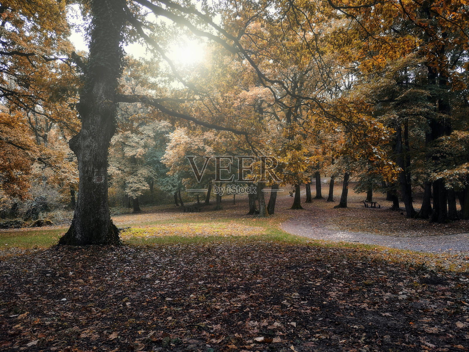 秋天的秋天景象在雨森林照片摄影图片