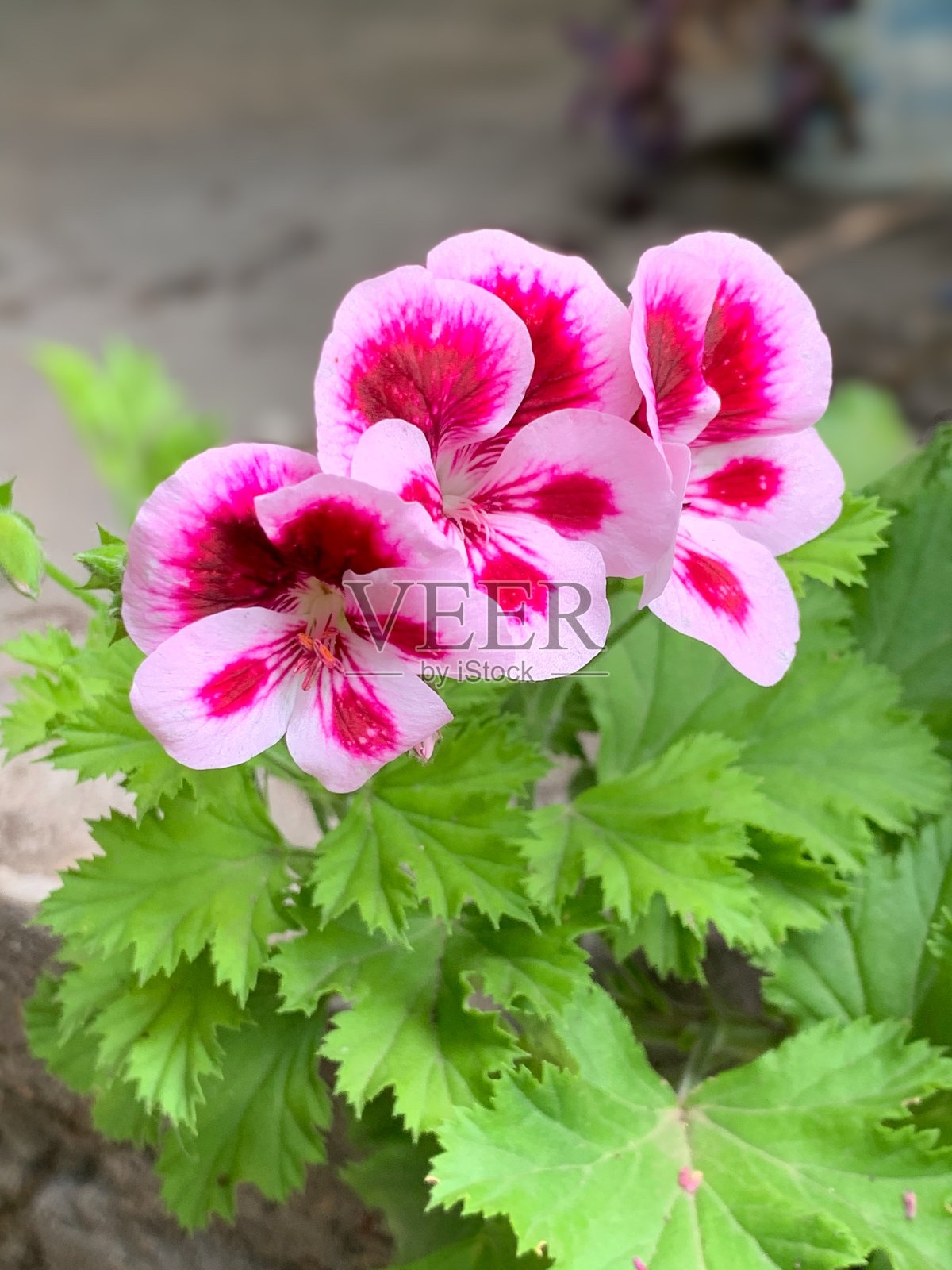 小粉红花朵照片摄影图片