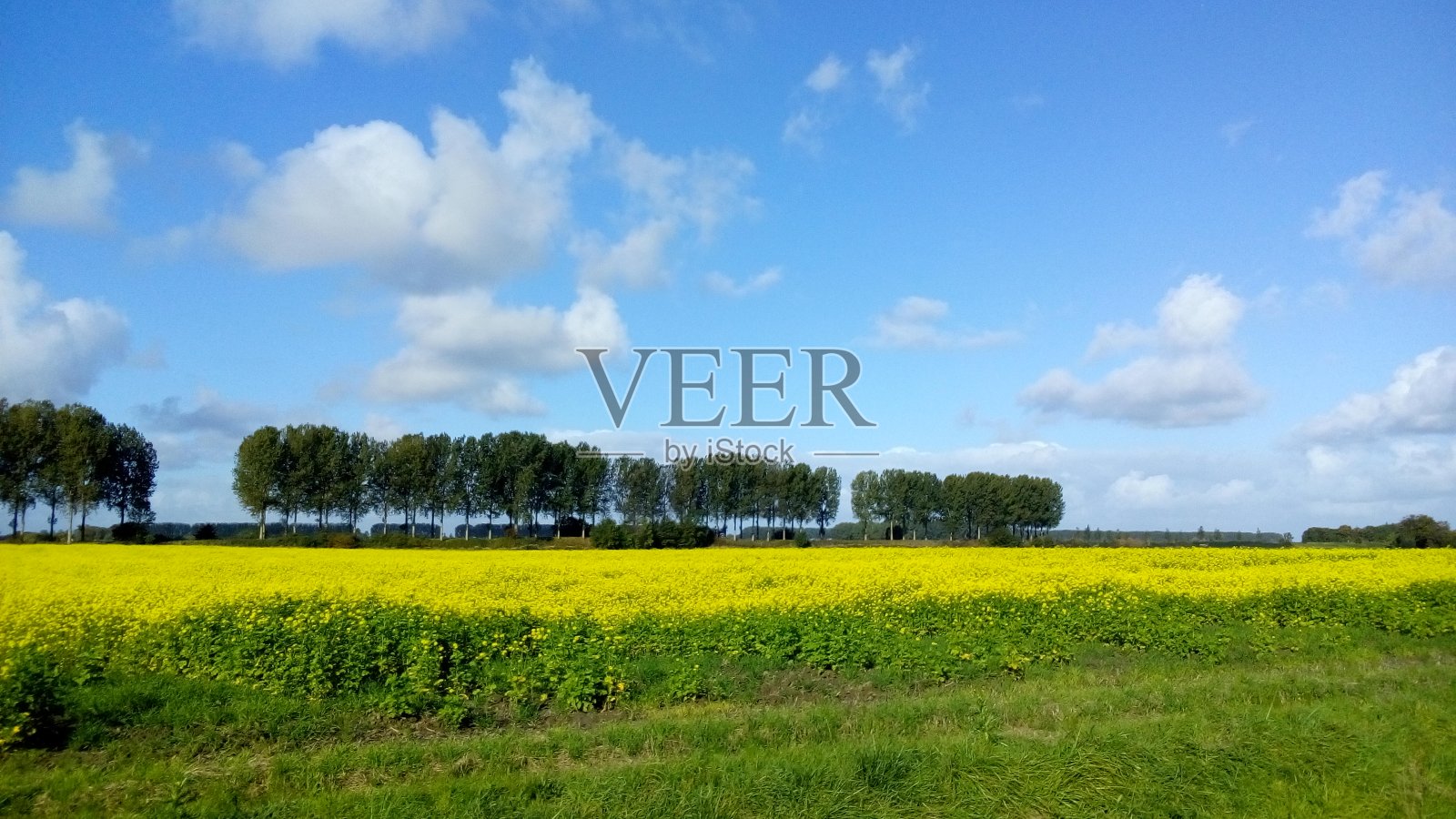 美丽的荷兰乡村景观，黄色的芥末田和蓝色的天空照片摄影图片