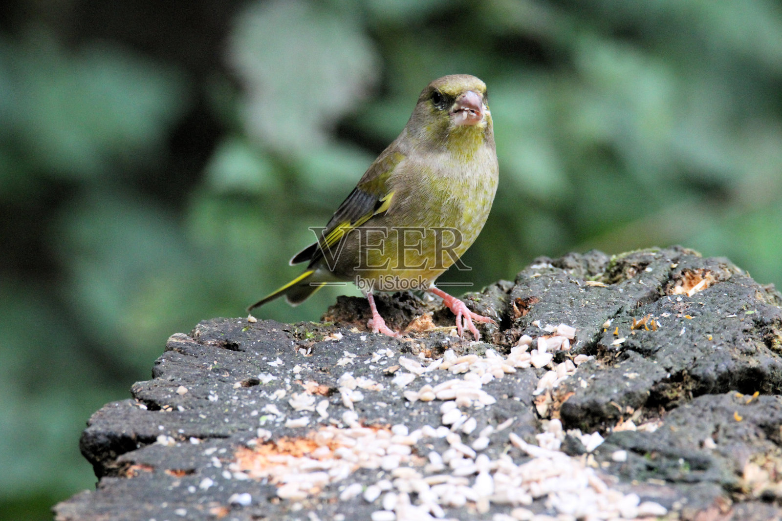 小金翅雀的特写照片摄影图片