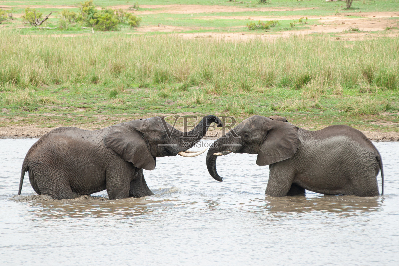 2非洲大象游泳照片摄影图片