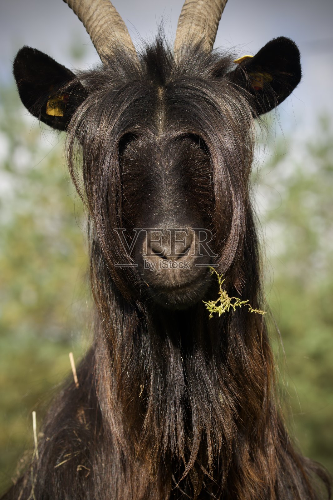 山羊照片摄影图片