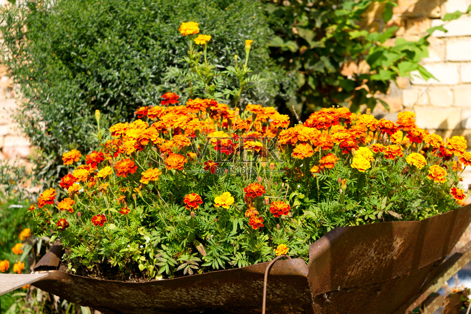 花园里的一辆旧手推车上长着五颜六色的金盏花。照片摄影图片