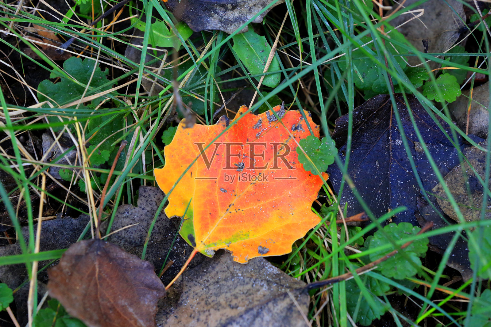 草地上的秋叶照片摄影图片