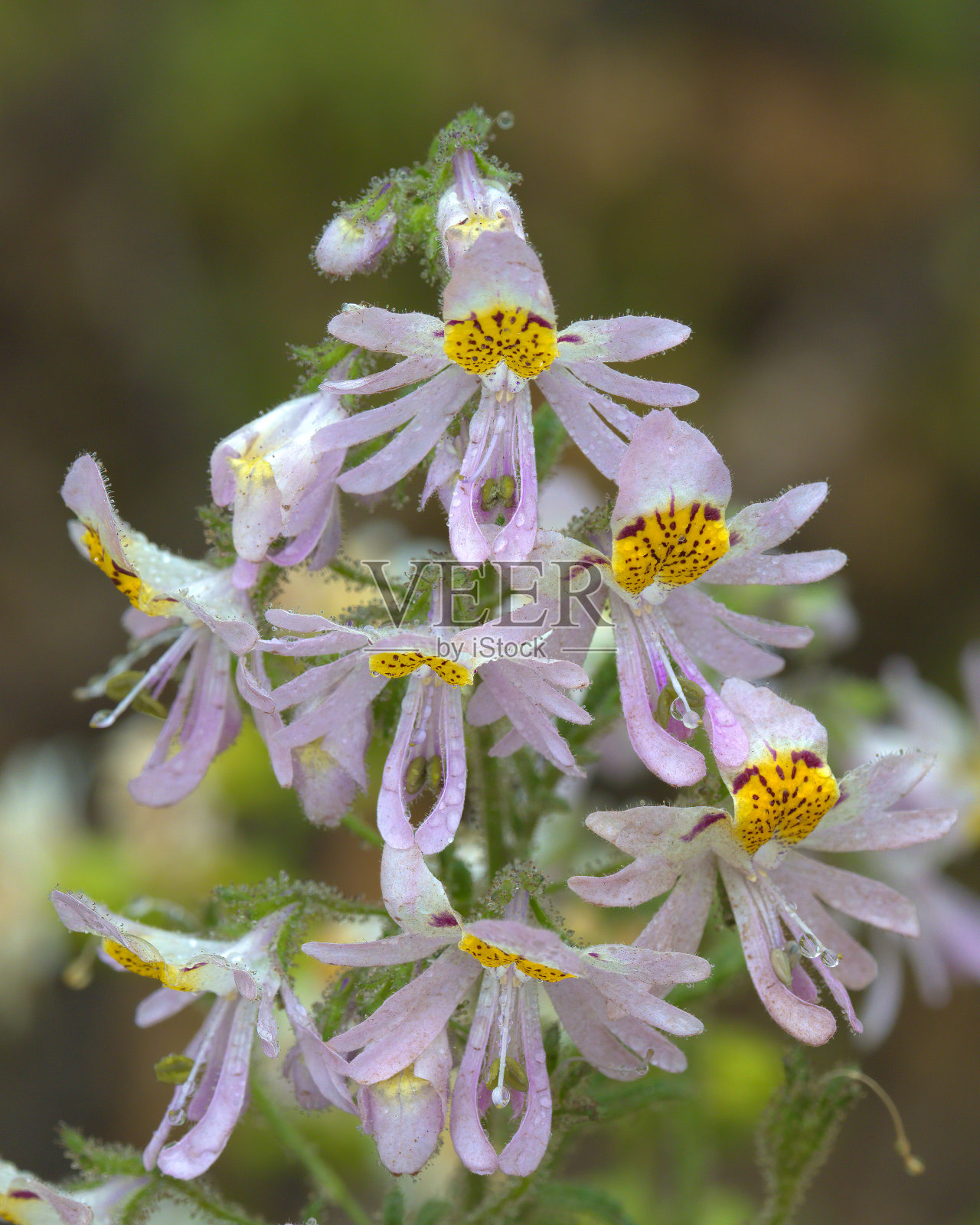 智利中部的三色蝴蝶花的花序照片摄影图片