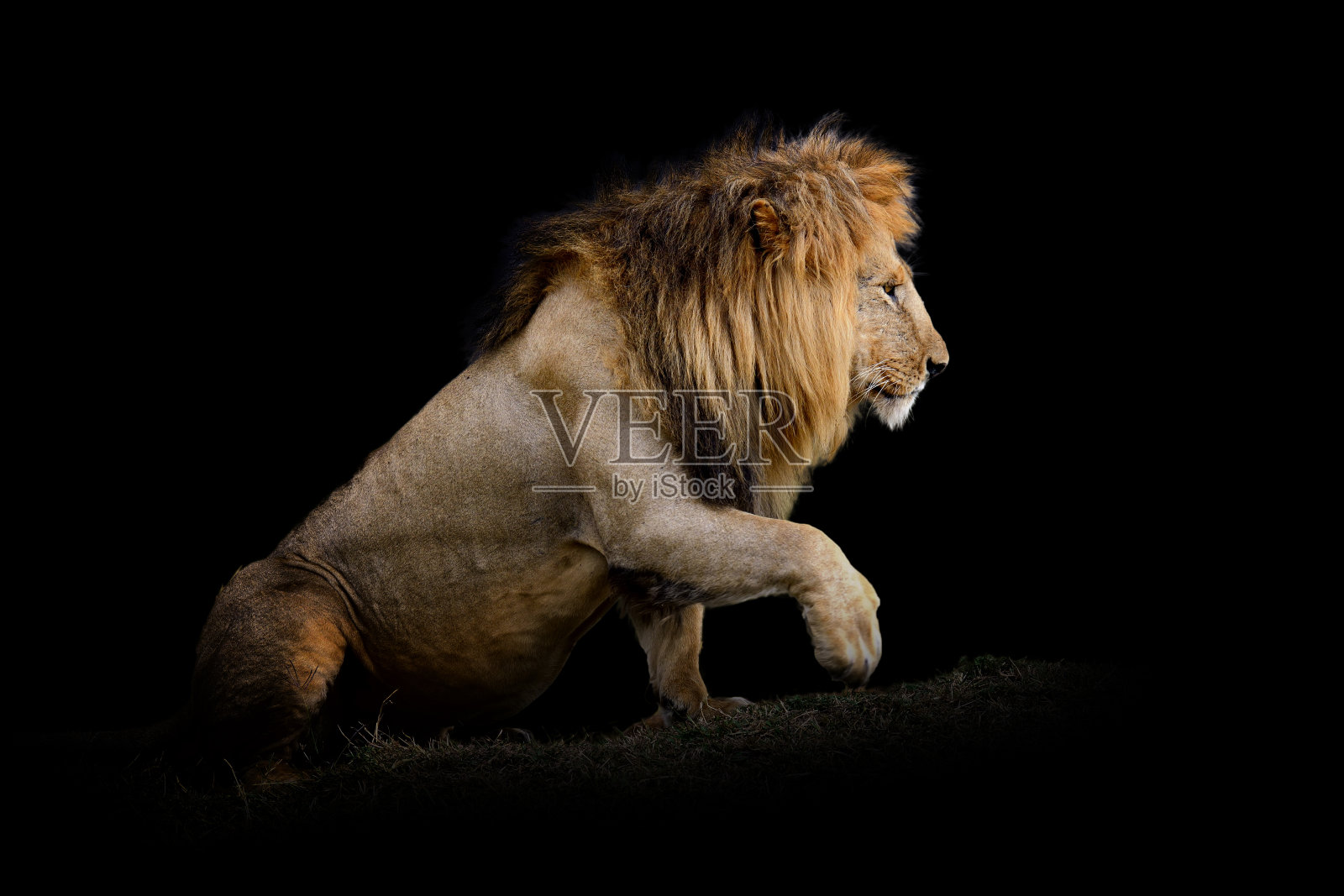 狮子孤立在黑色背景上照片摄影图片