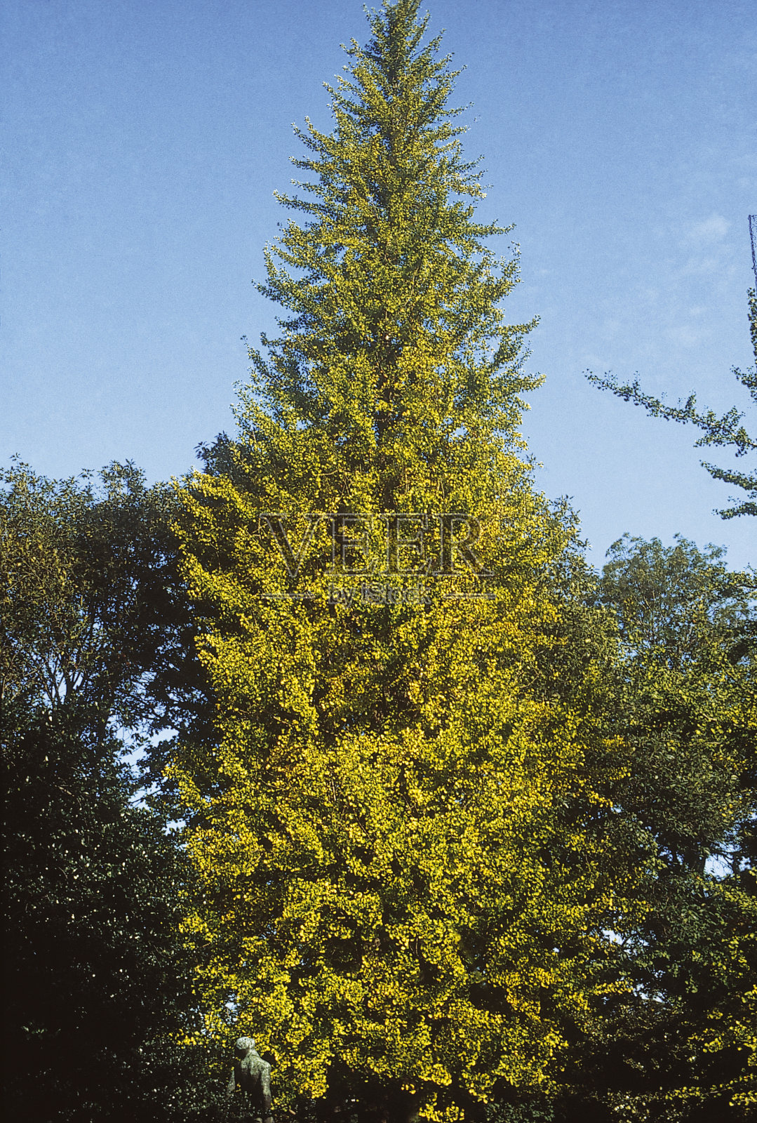 银杏叶照片摄影图片