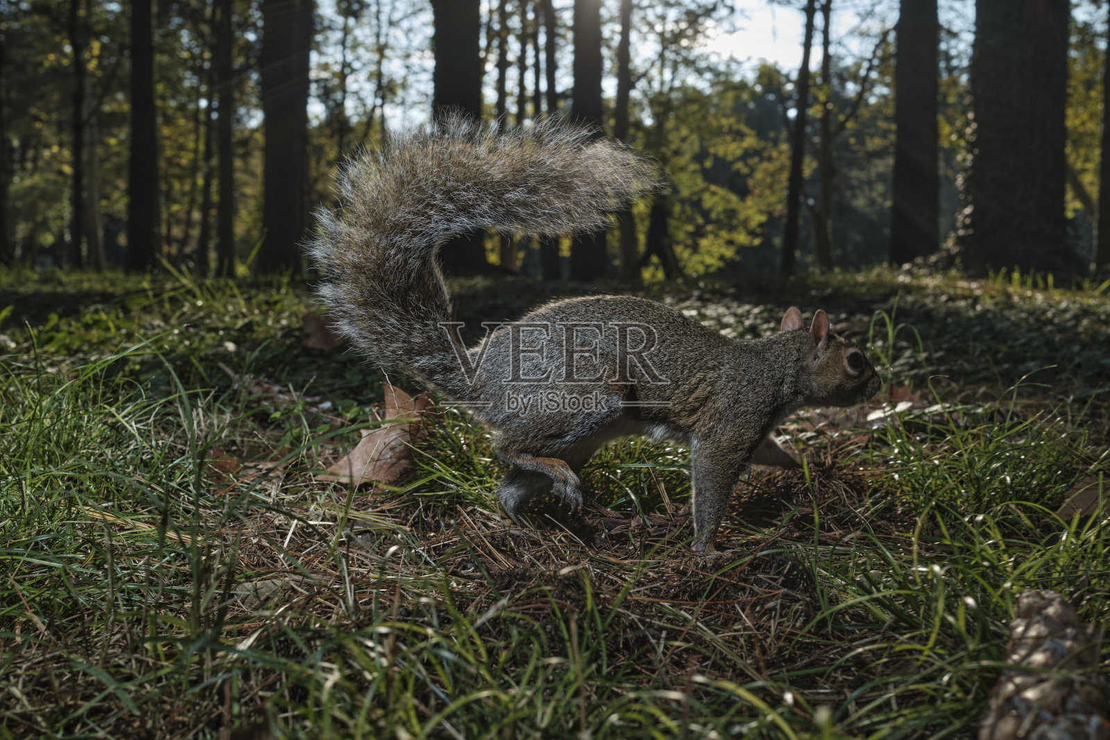 公园里的松鼠照片摄影图片