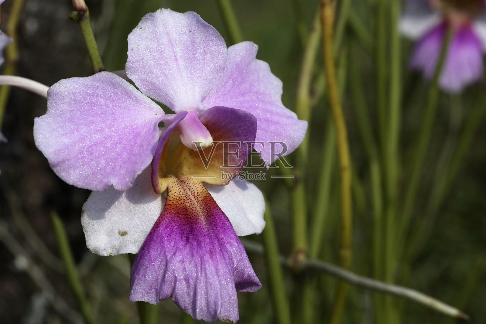 万带兰兰花照片摄影图片