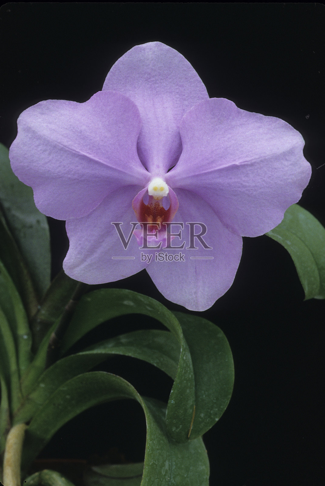 万带兰兰花照片摄影图片