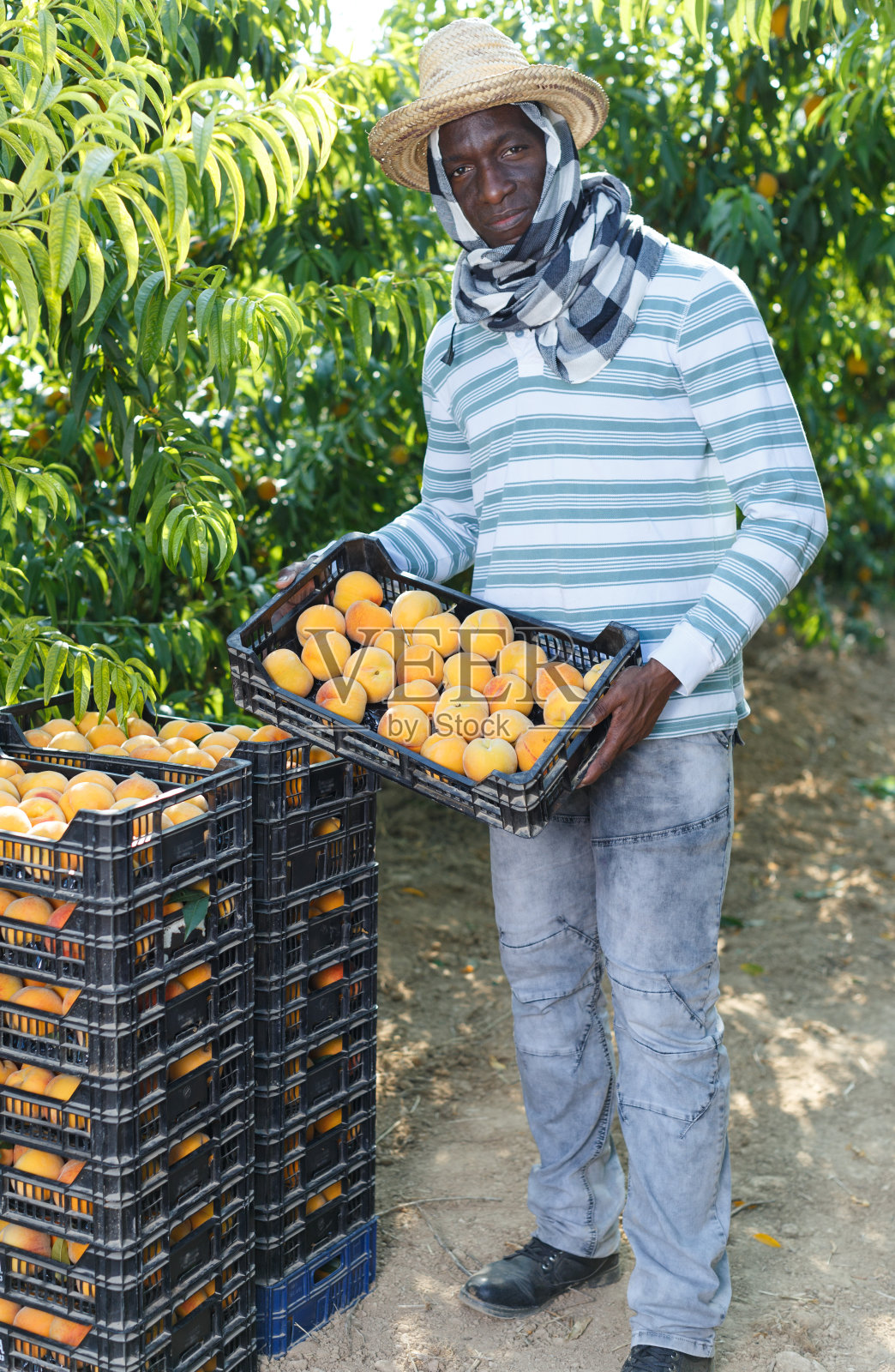 男人拿着装在盒子里的新鲜桃子照片摄影图片
