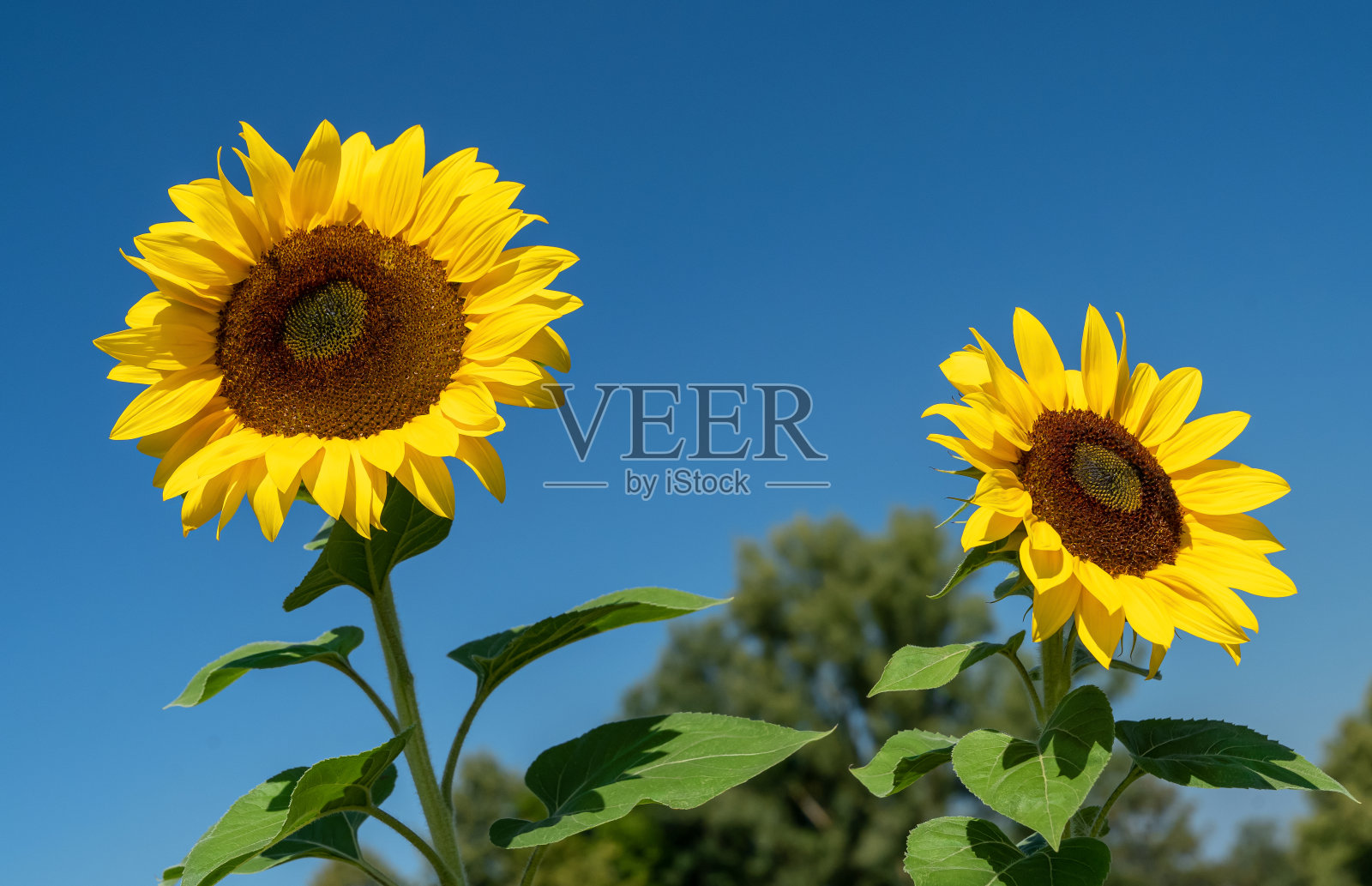 两朵向日葵映衬着万里无云的蓝天照片摄影图片