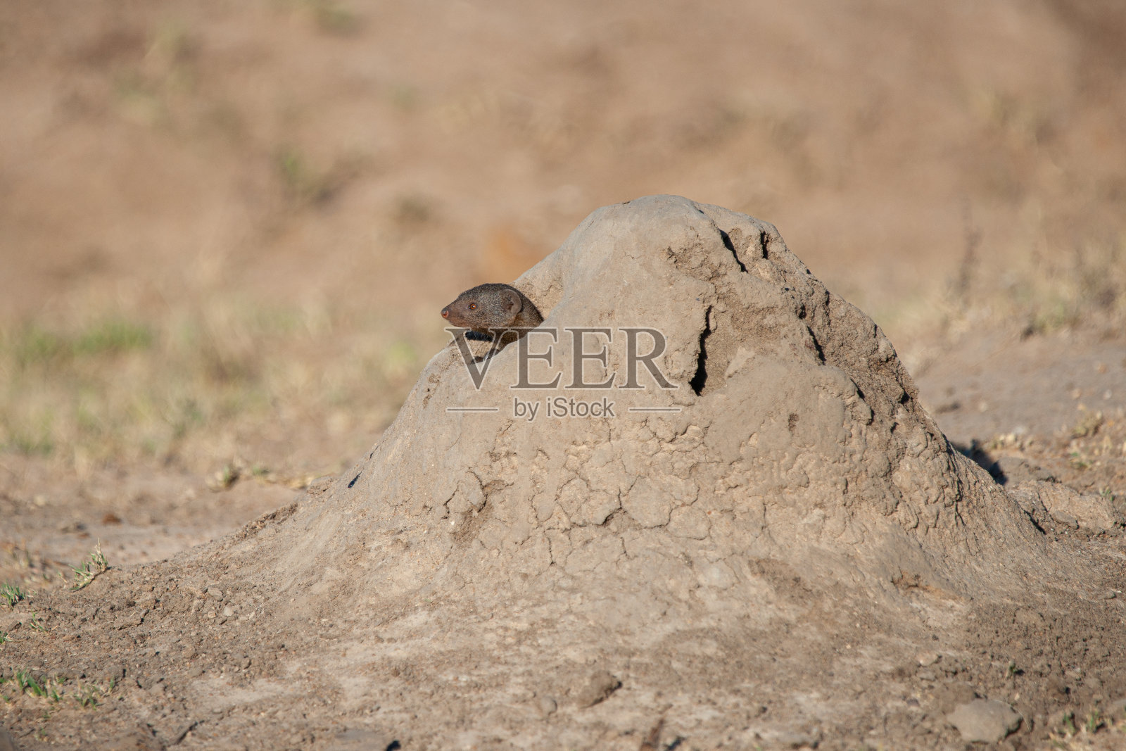 矮猫鼬照片摄影图片