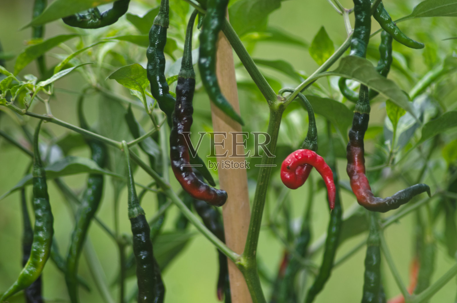 卷辣椒的照片照片摄影图片