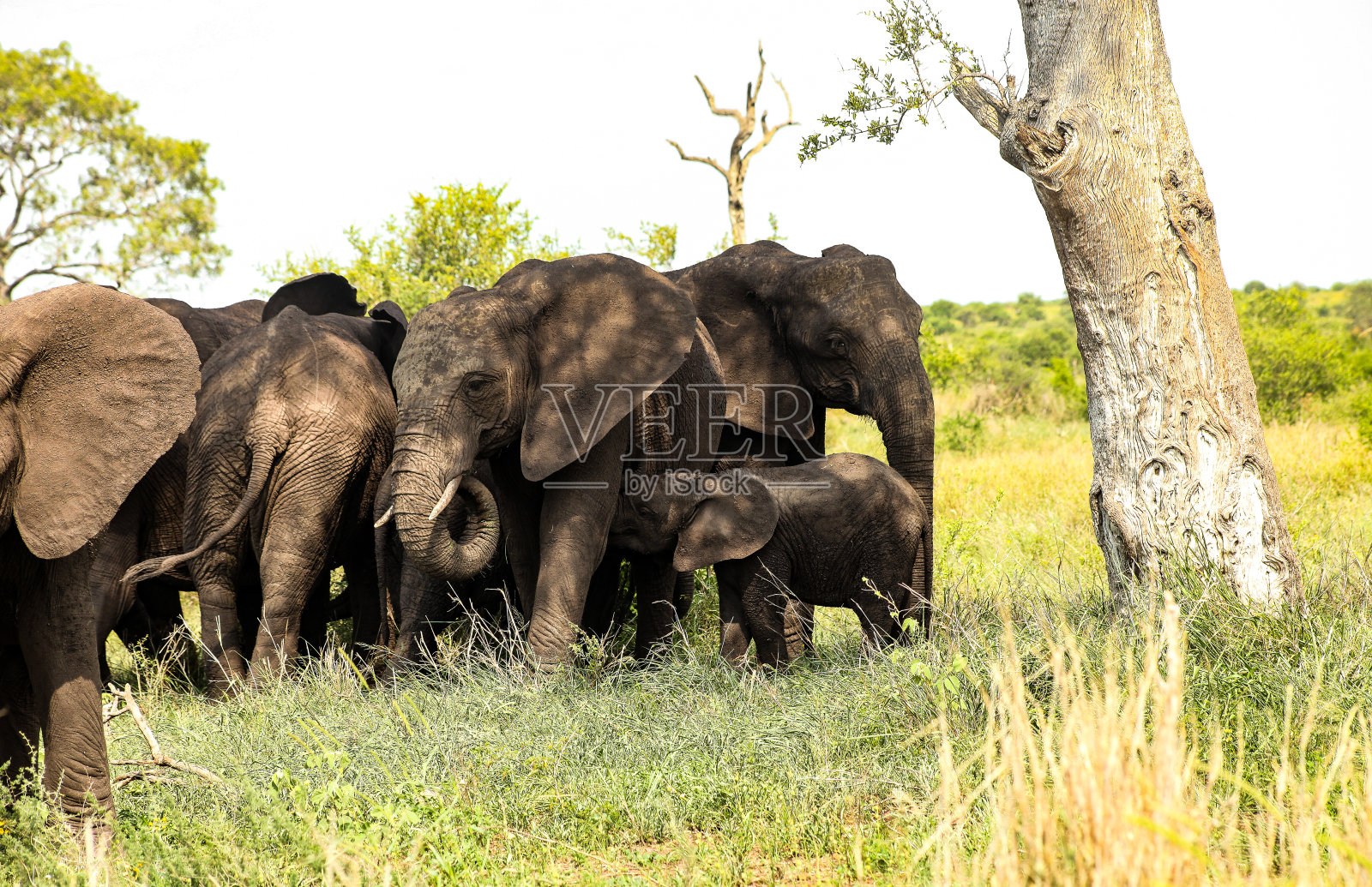 南非野生动物保护区的非洲象照片摄影图片