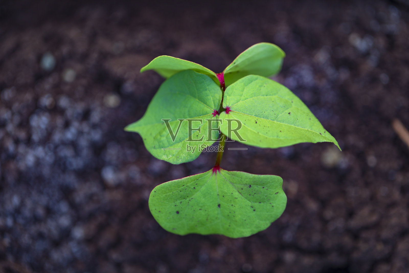 小棉花，出生的概念，棉花田印度照片摄影图片