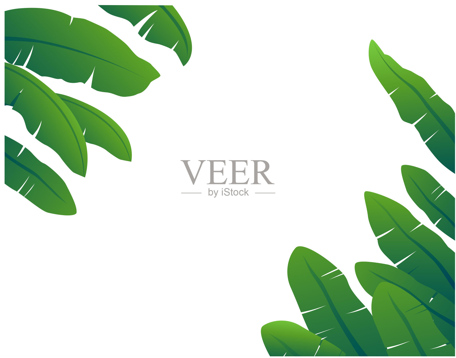 蕉叶矢量图。插画图片素材