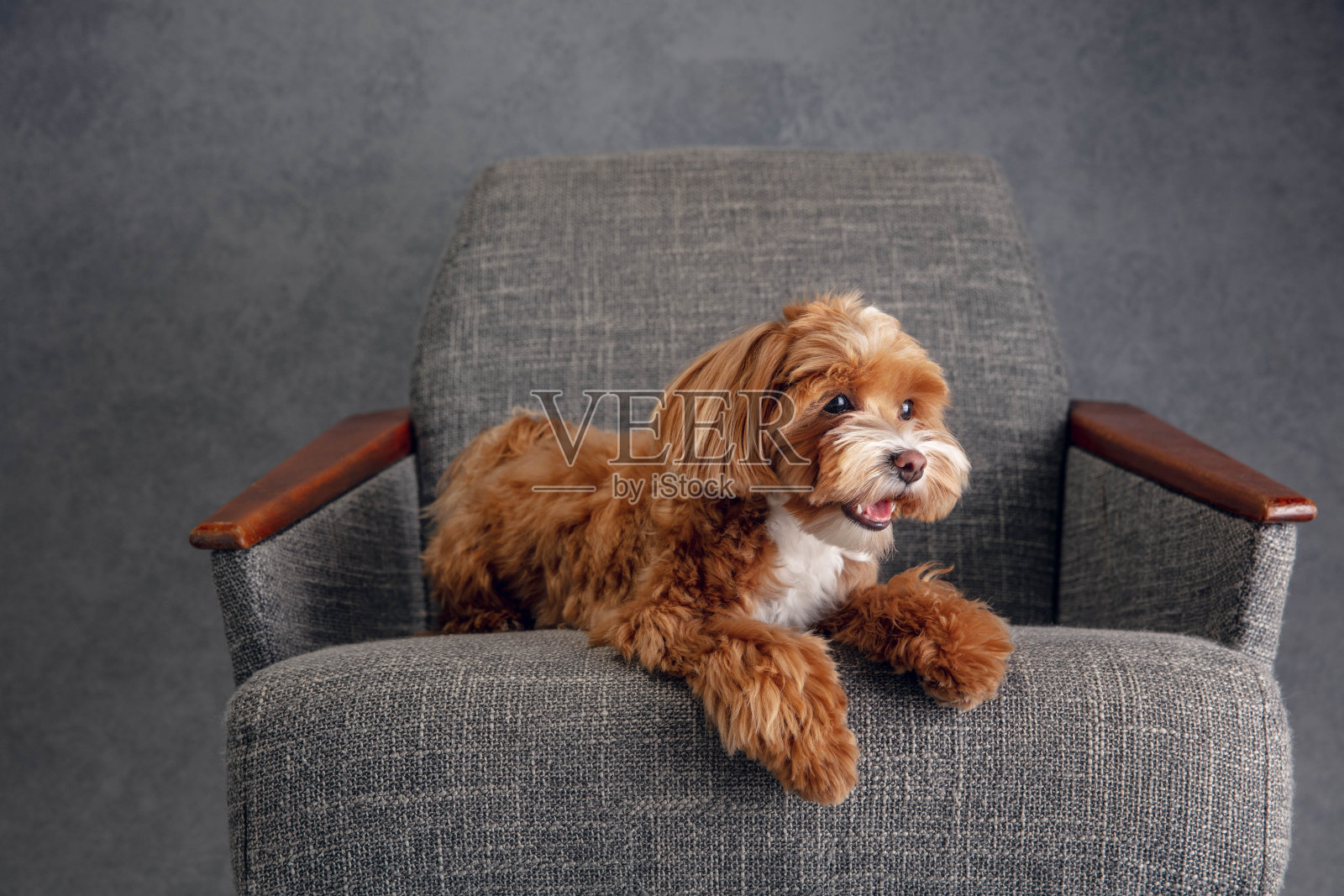 工作室拍摄的马尔蒂普狗孤立在灰色工作室背景照片摄影图片