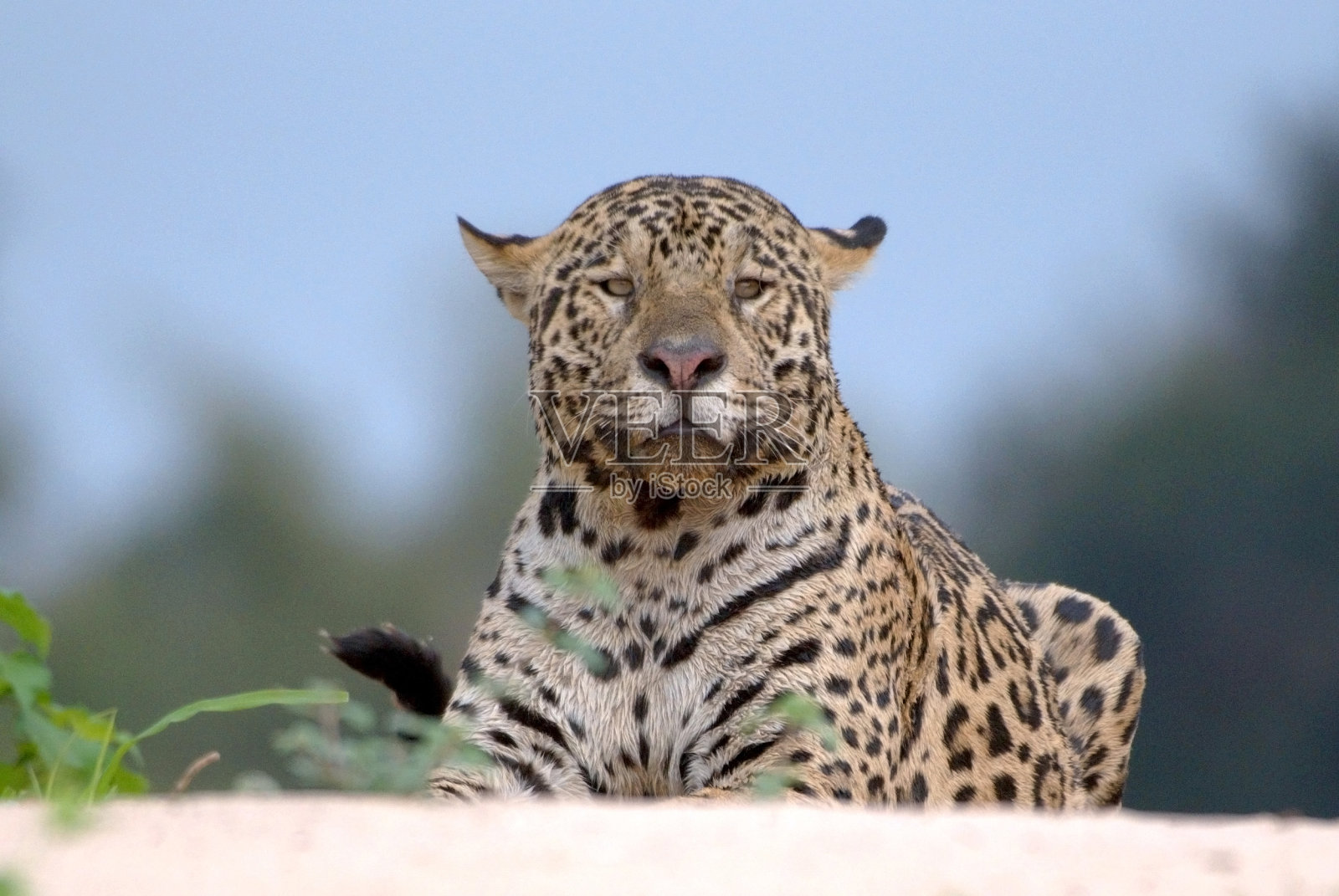 巴西潘塔纳尔库亚巴河上的美洲豹(Panthera onca)照片摄影图片