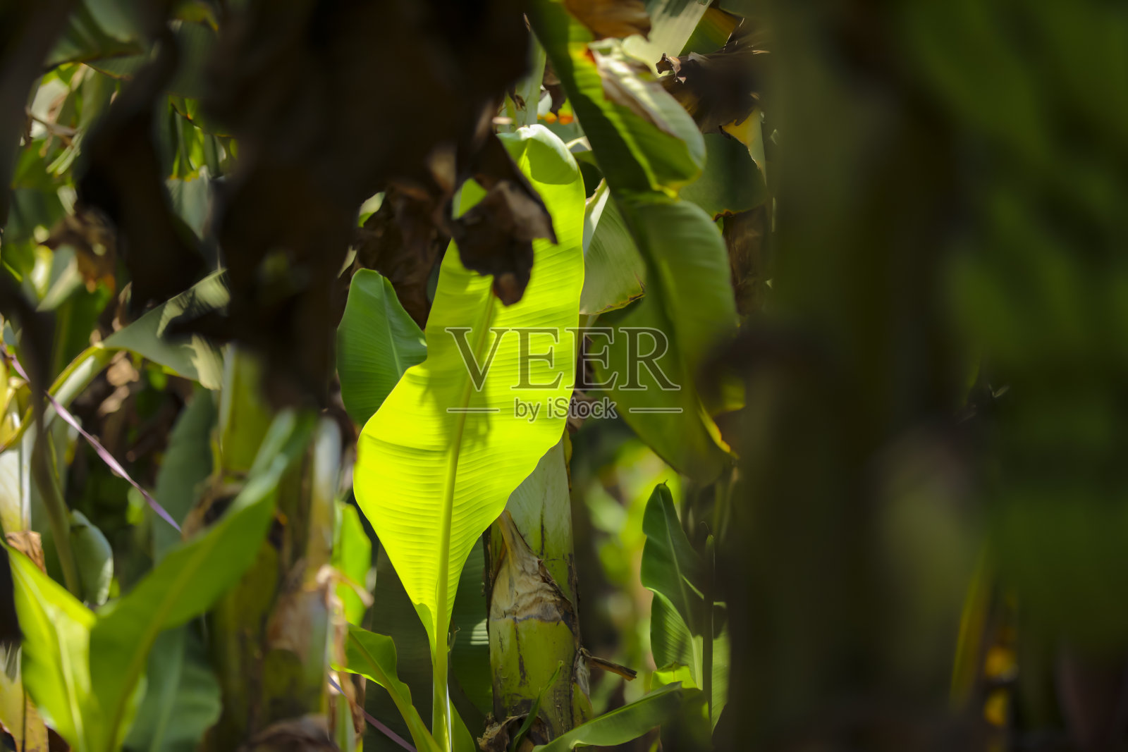 新鲜的绿色香蕉田照片摄影图片