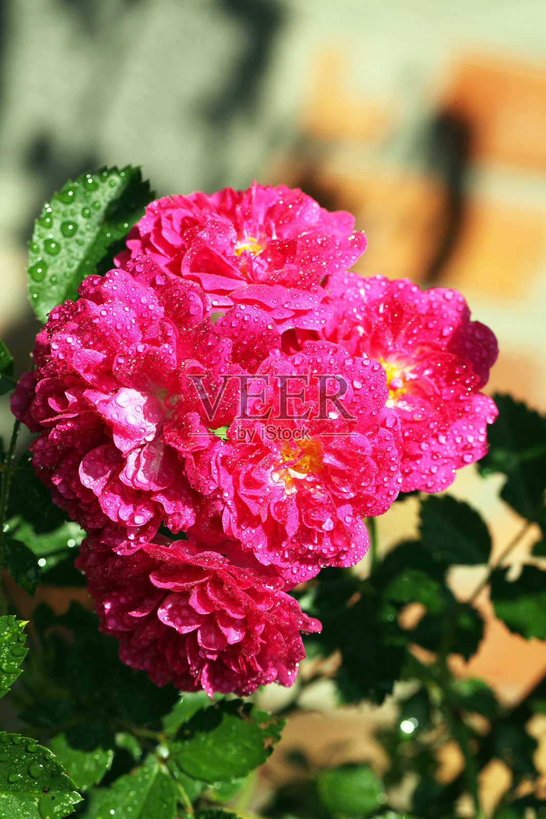 玫瑰照片摄影图片