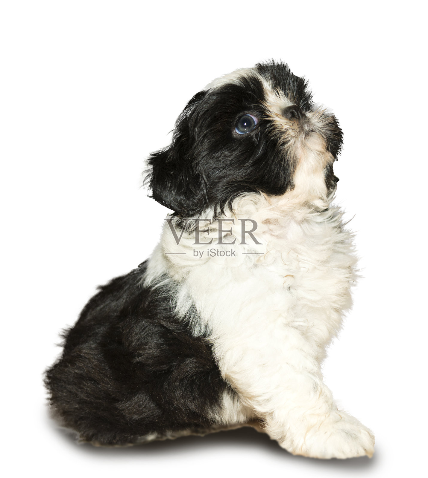 小狮子狗照片摄影图片