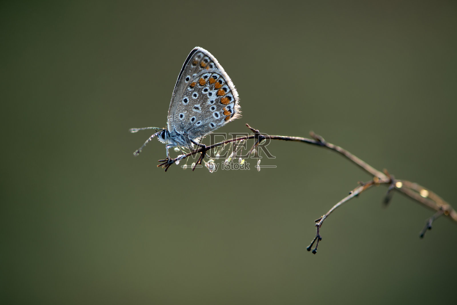 伊卡洛斯-日蝴蝶在森林花在露珠在第一缕阳光照片摄影图片