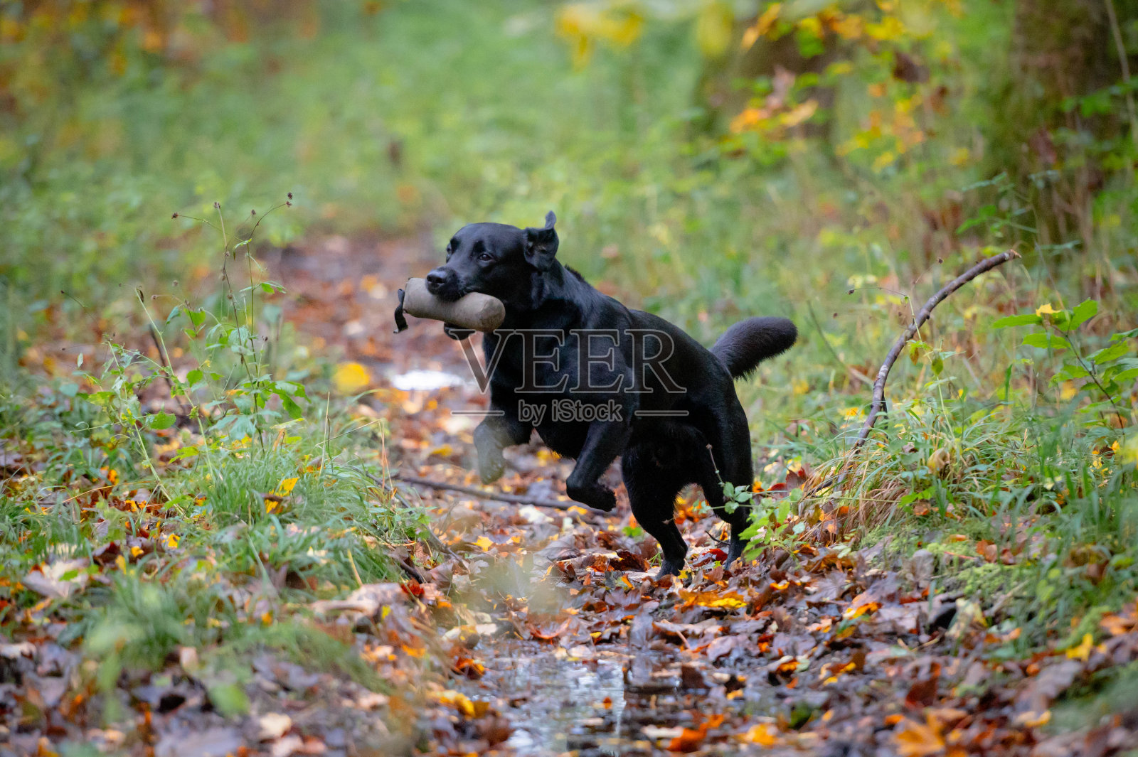 黑狗和假人照片摄影图片