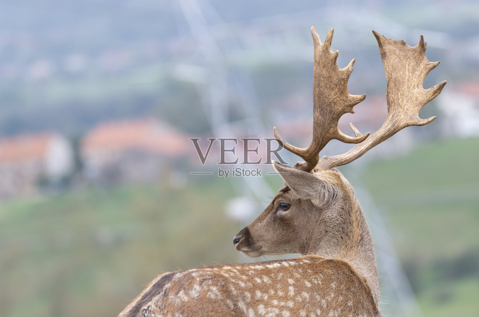 一个鹿头的肖像照片摄影图片
