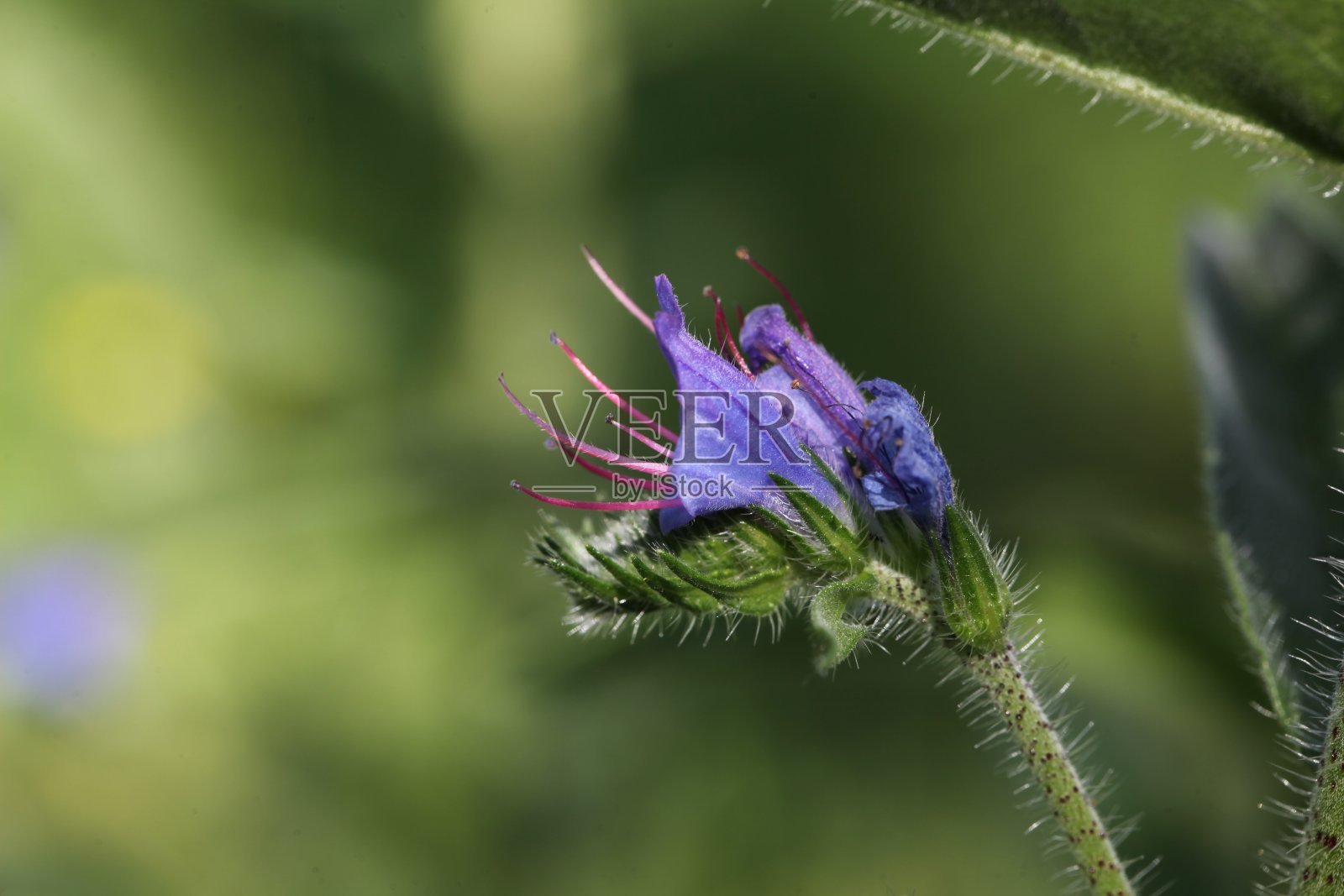 紫花植物野外特写照片摄影图片