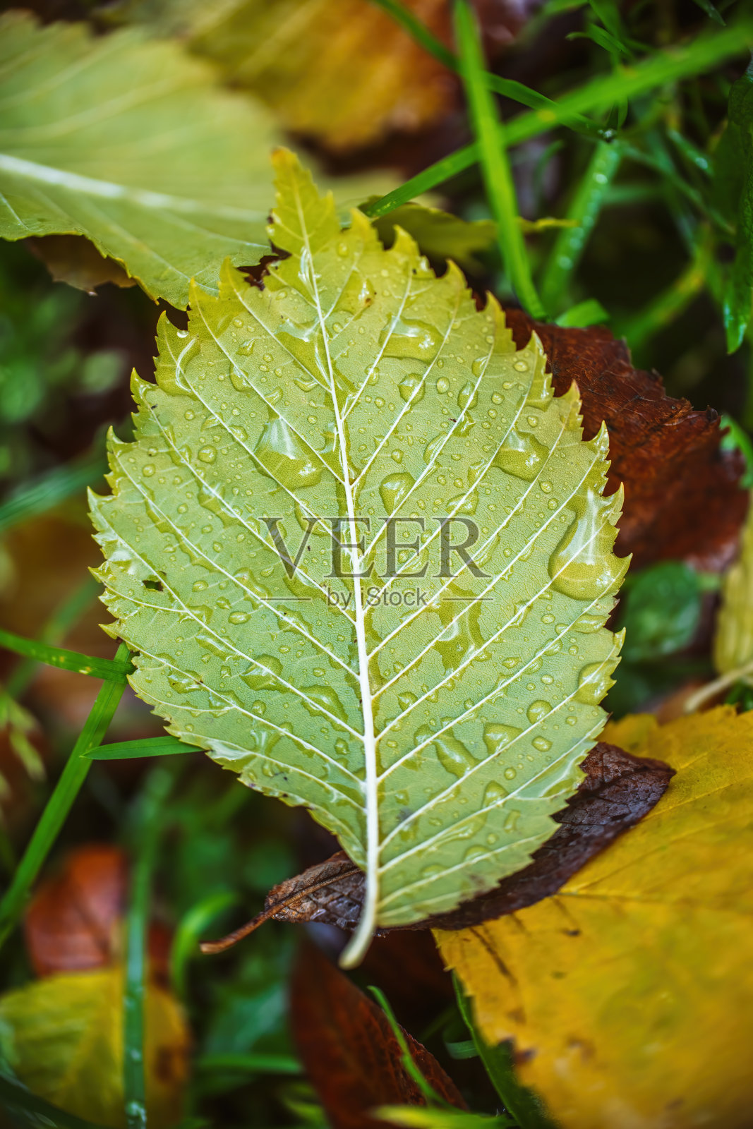 秋叶雨后近照片摄影图片